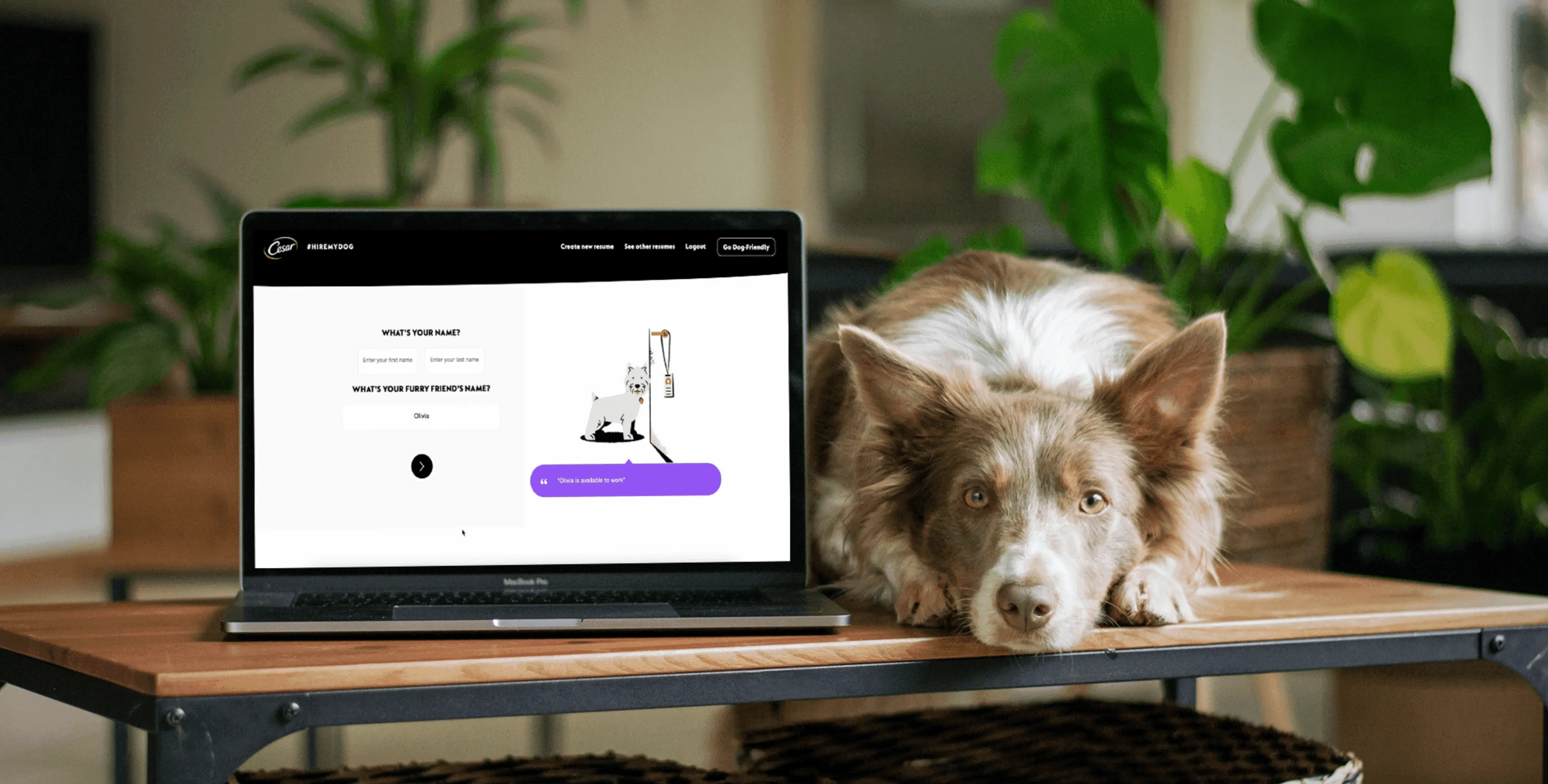 Hire My Dog - Website Animations